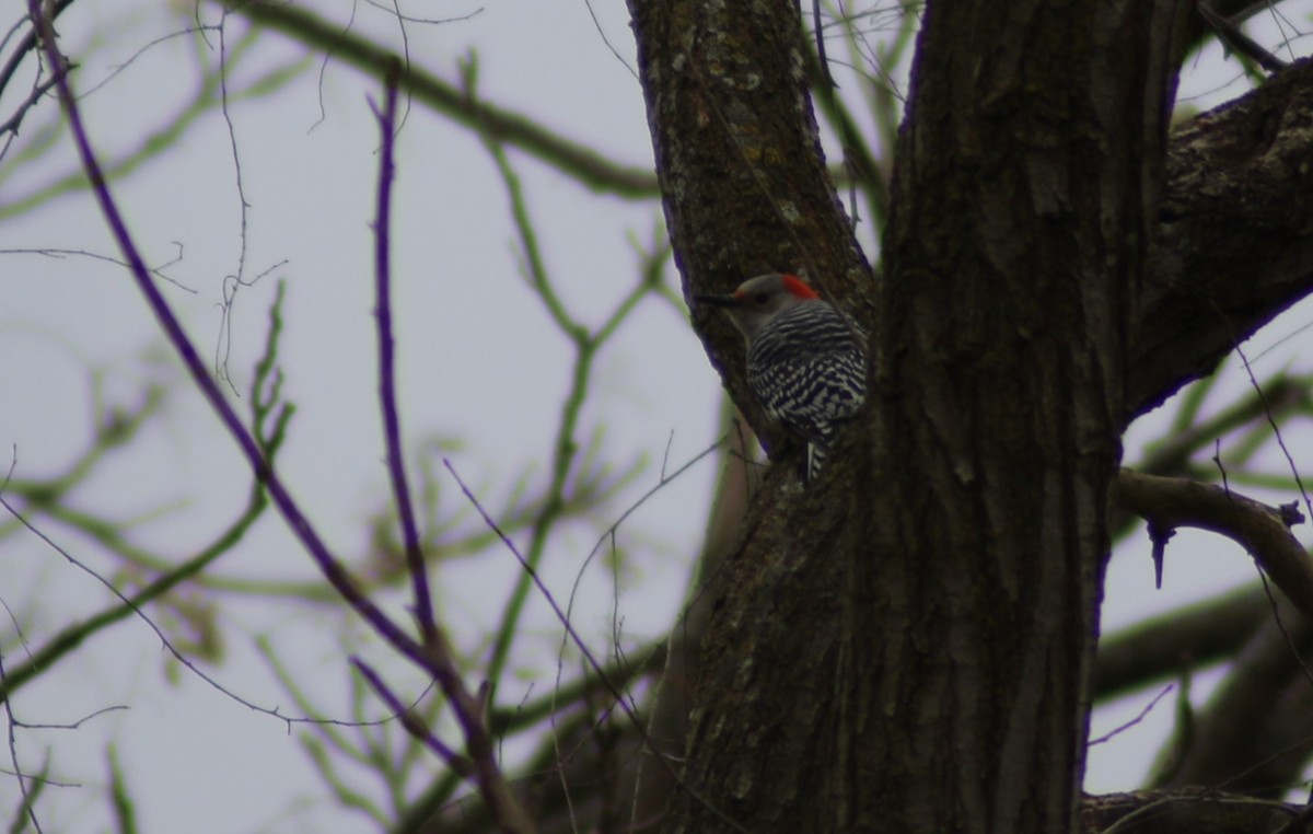 Red-bellied Woodpecker - Chandler Sonafrank