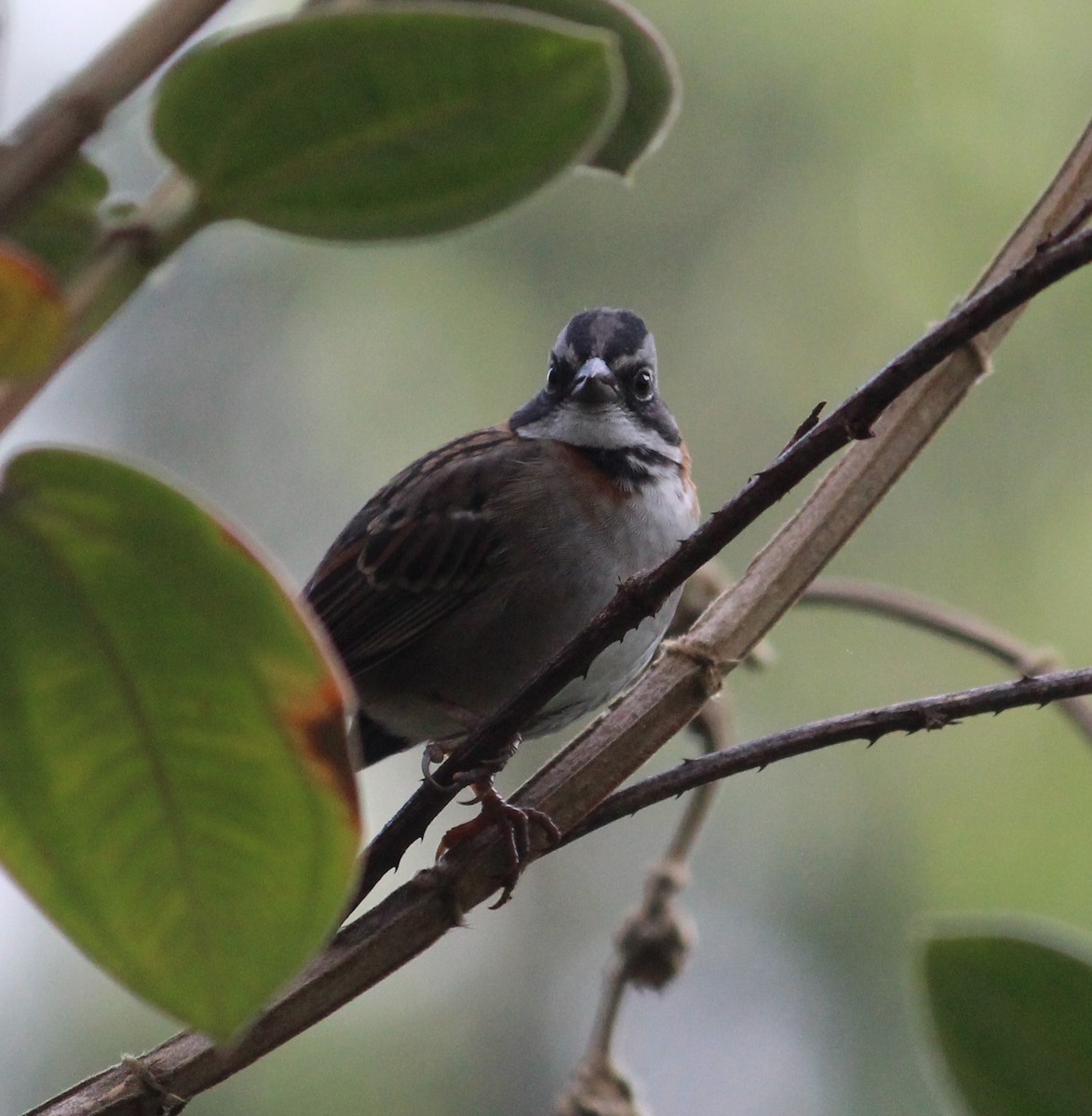 Rufous-collared Sparrow - ML290276771