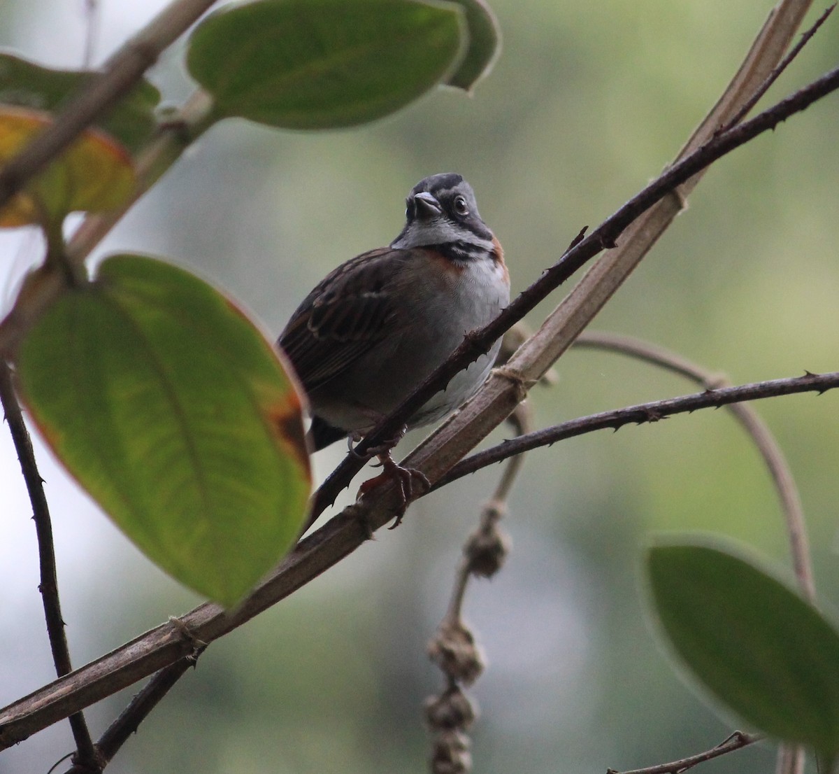 Rufous-collared Sparrow - Alejandra Becerra Gómez