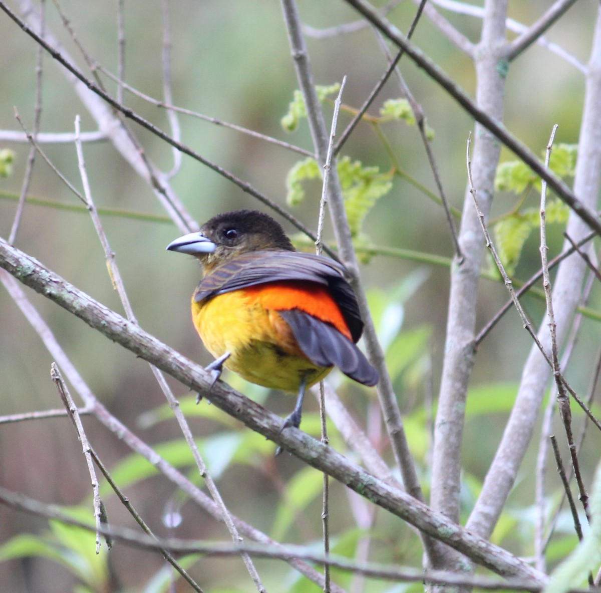 Flame-rumped Tanager - ML290277191