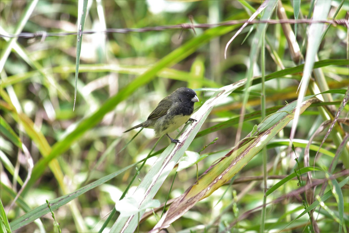 Yellow-bellied Seedeater - ML290278091