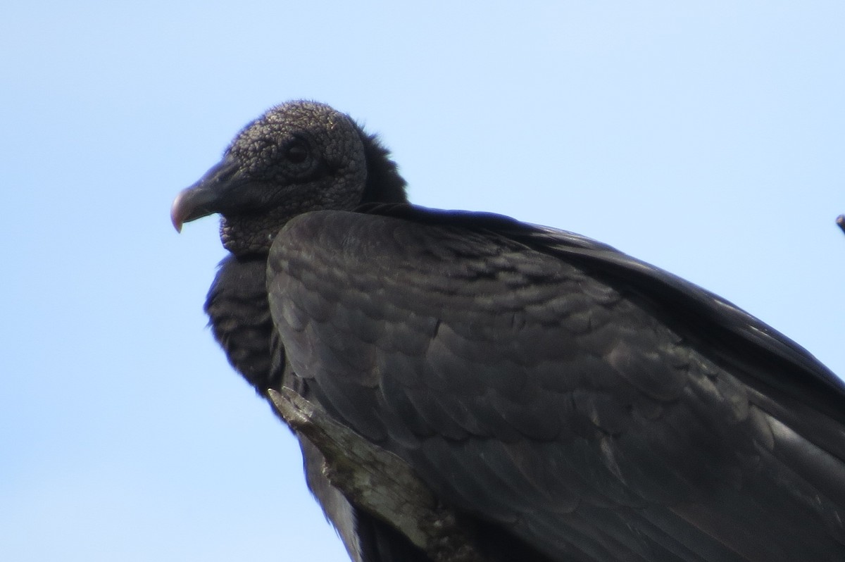 Black Vulture - ML290284241