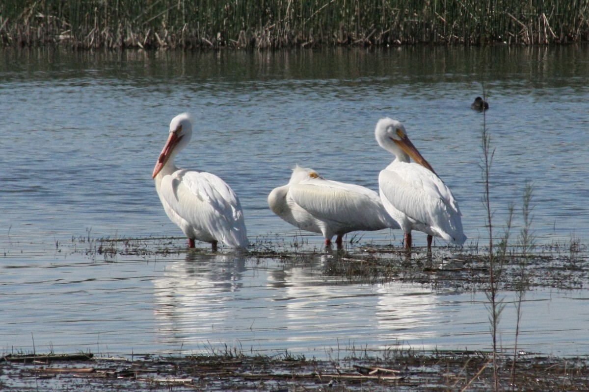 American White Pelican - Tory Mathis