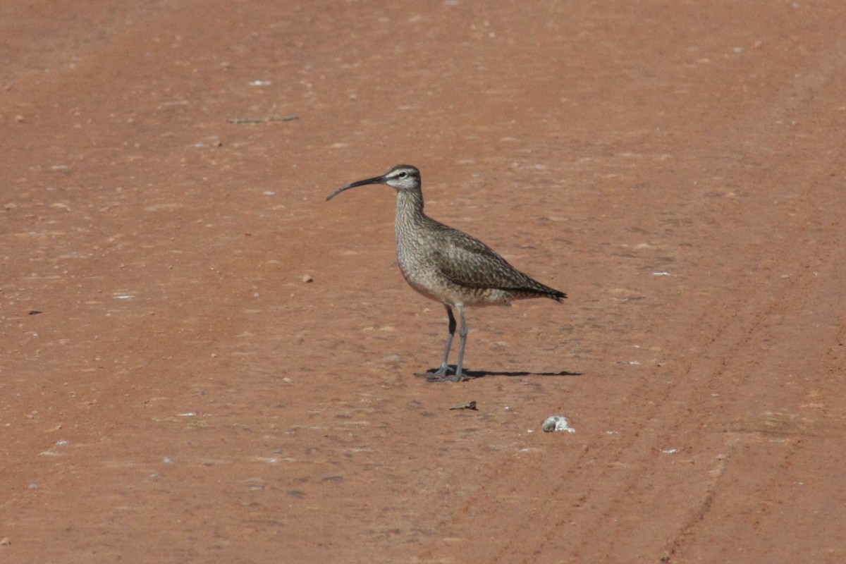 Whimbrel - Tory Mathis