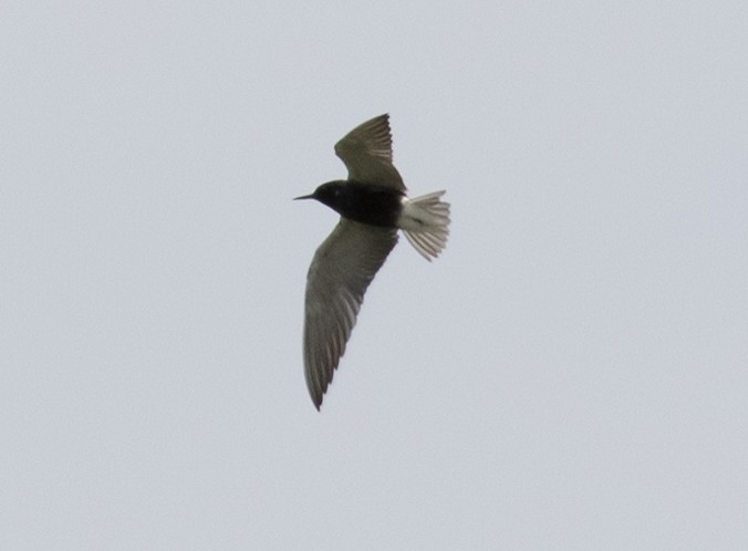 Black Tern - Nic Webster