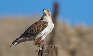 Ferruginous Hawk