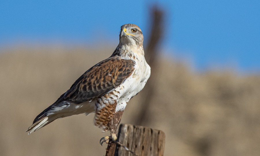 Ferruginous Hawk