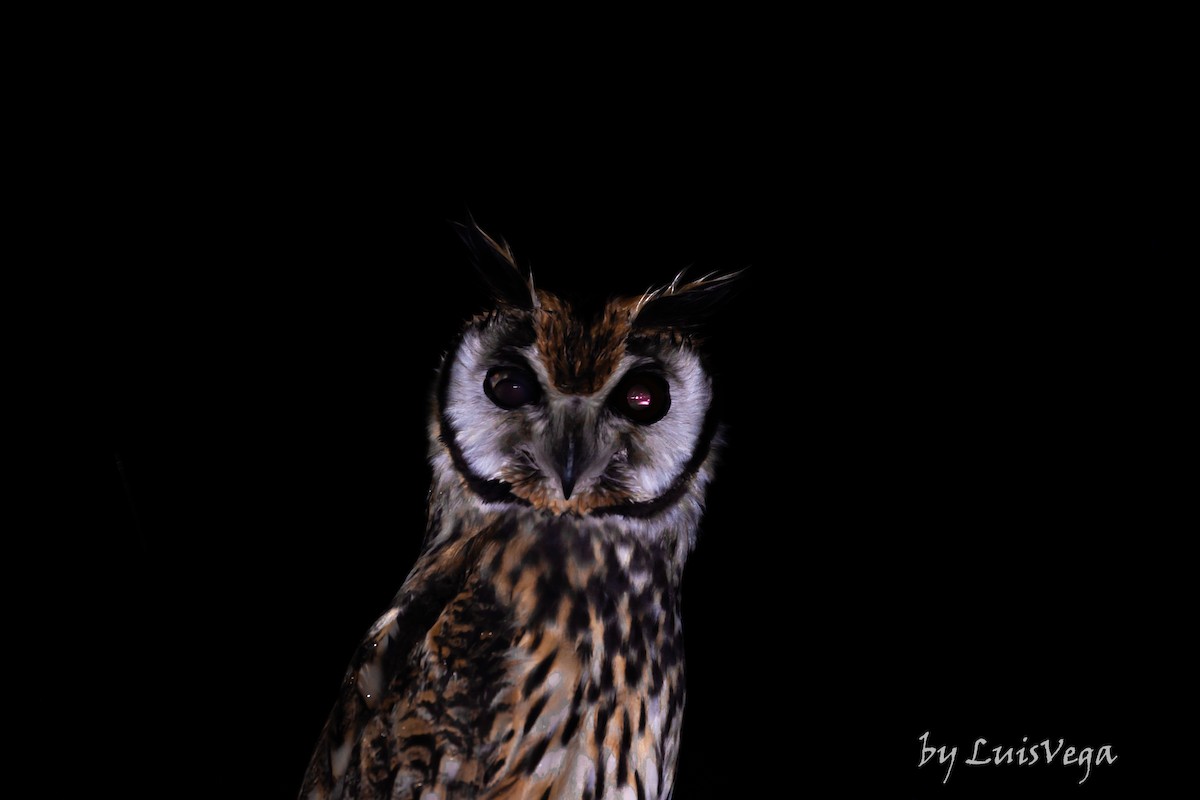 Striped Owl - ML290297091