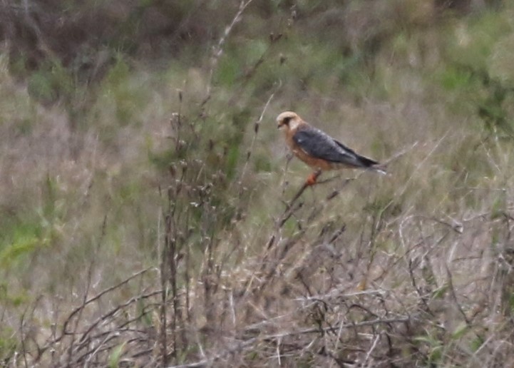 Red-footed Falcon - ML290302811