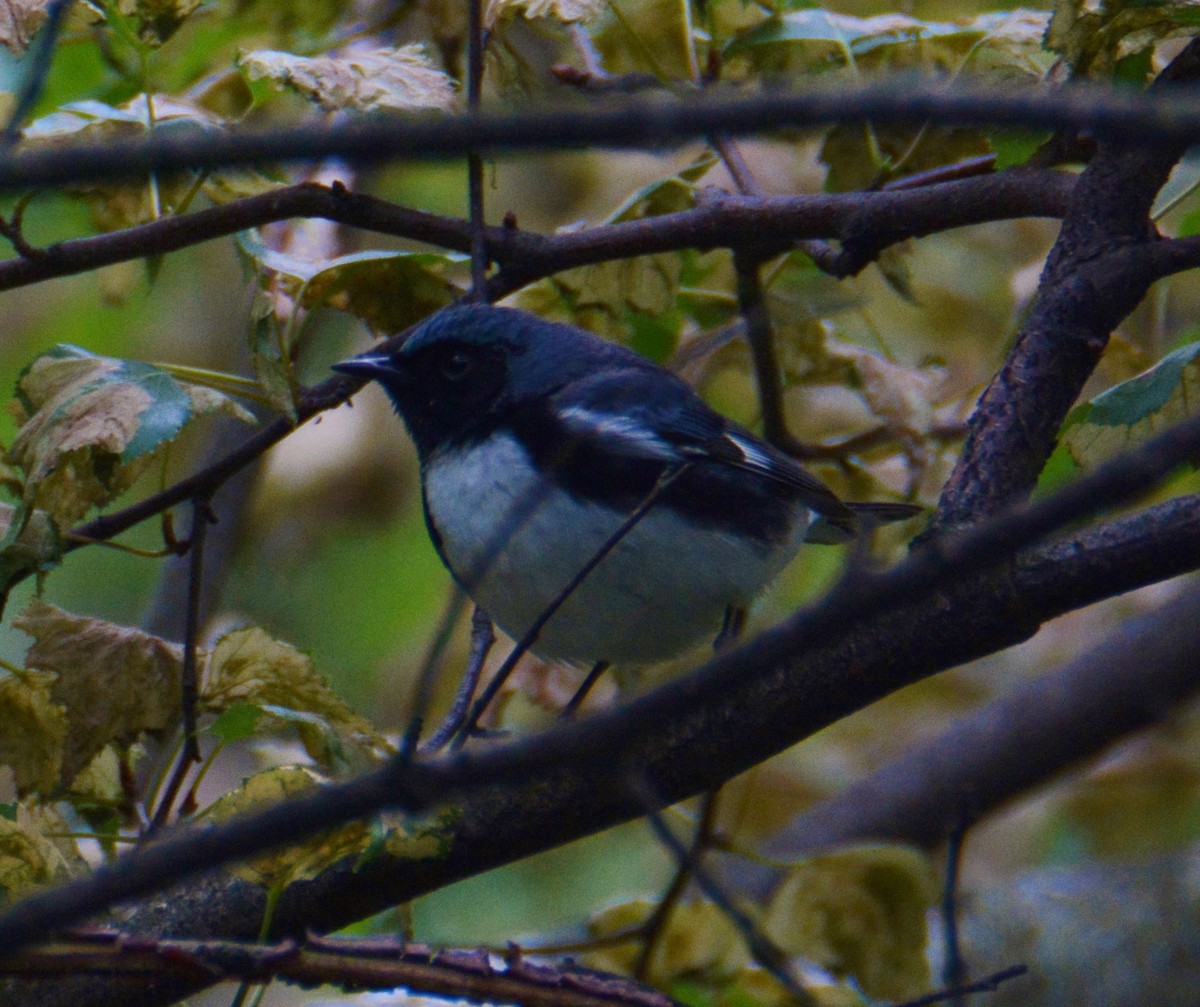 Black-throated Blue Warbler - Jim Macaluso