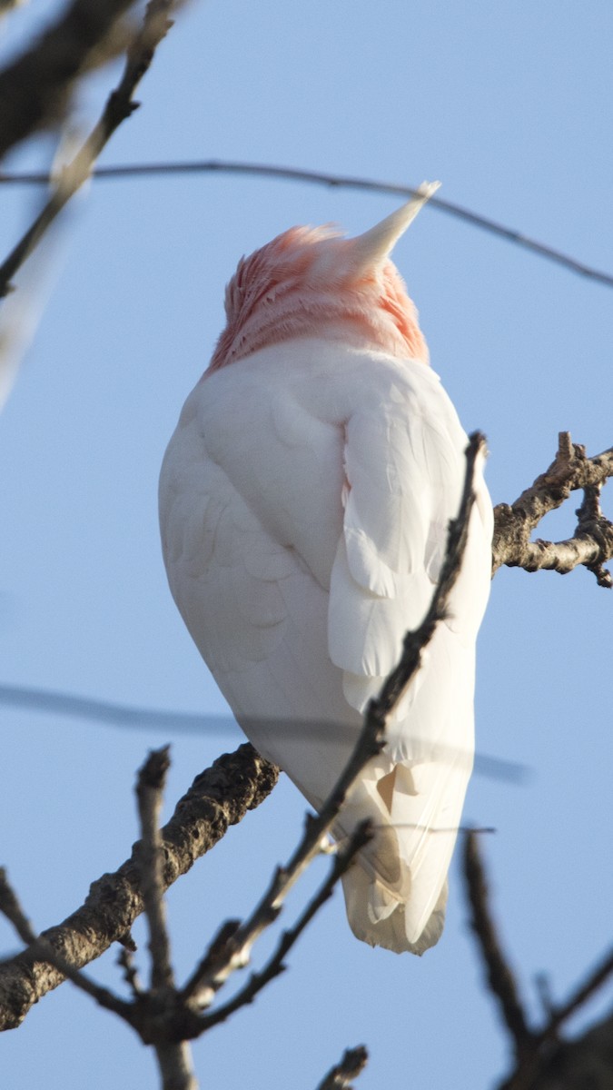 Pink Cockatoo - Jack Winterbottom