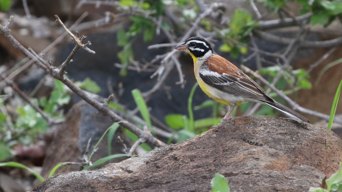 Golden-breasted Bunting - ML290303721