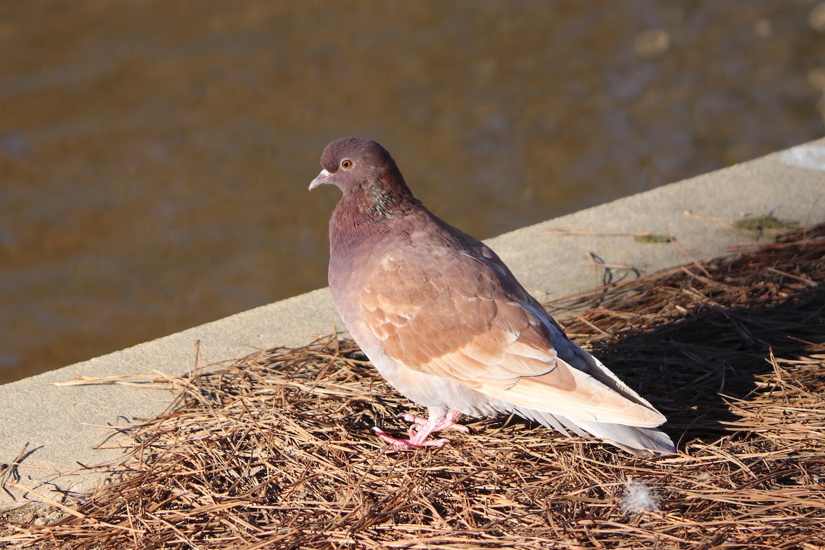 Rock Pigeon (Feral Pigeon) - Bob Myers