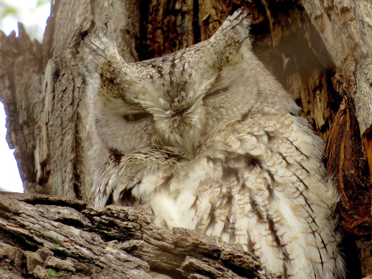 Eastern Screech-Owl - Ted Floyd