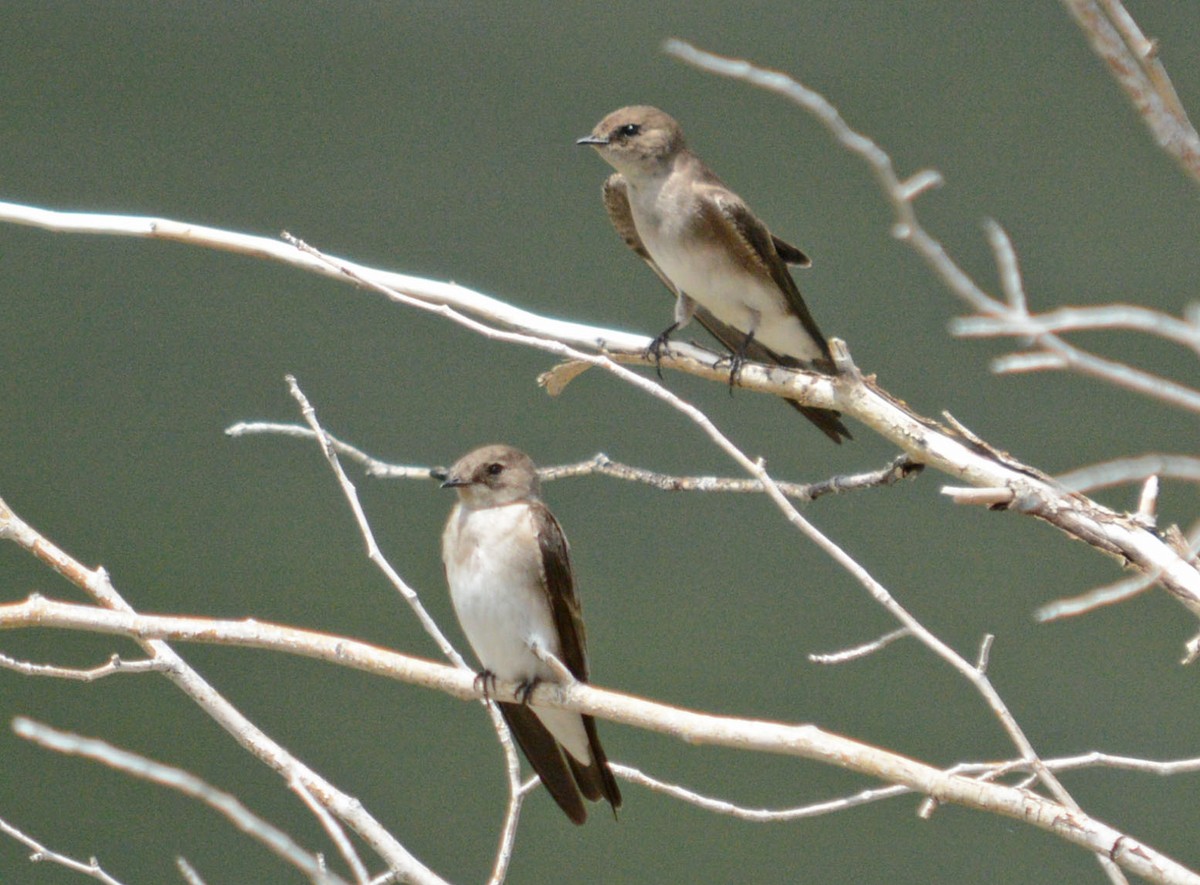 Northern Rough-winged Swallow - Hal Robins