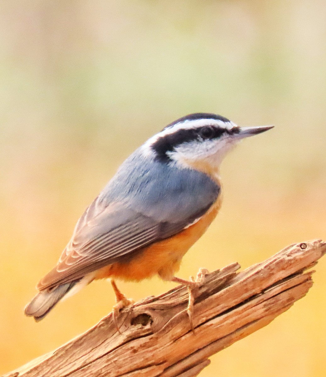 Red-breasted Nuthatch - ML290308841