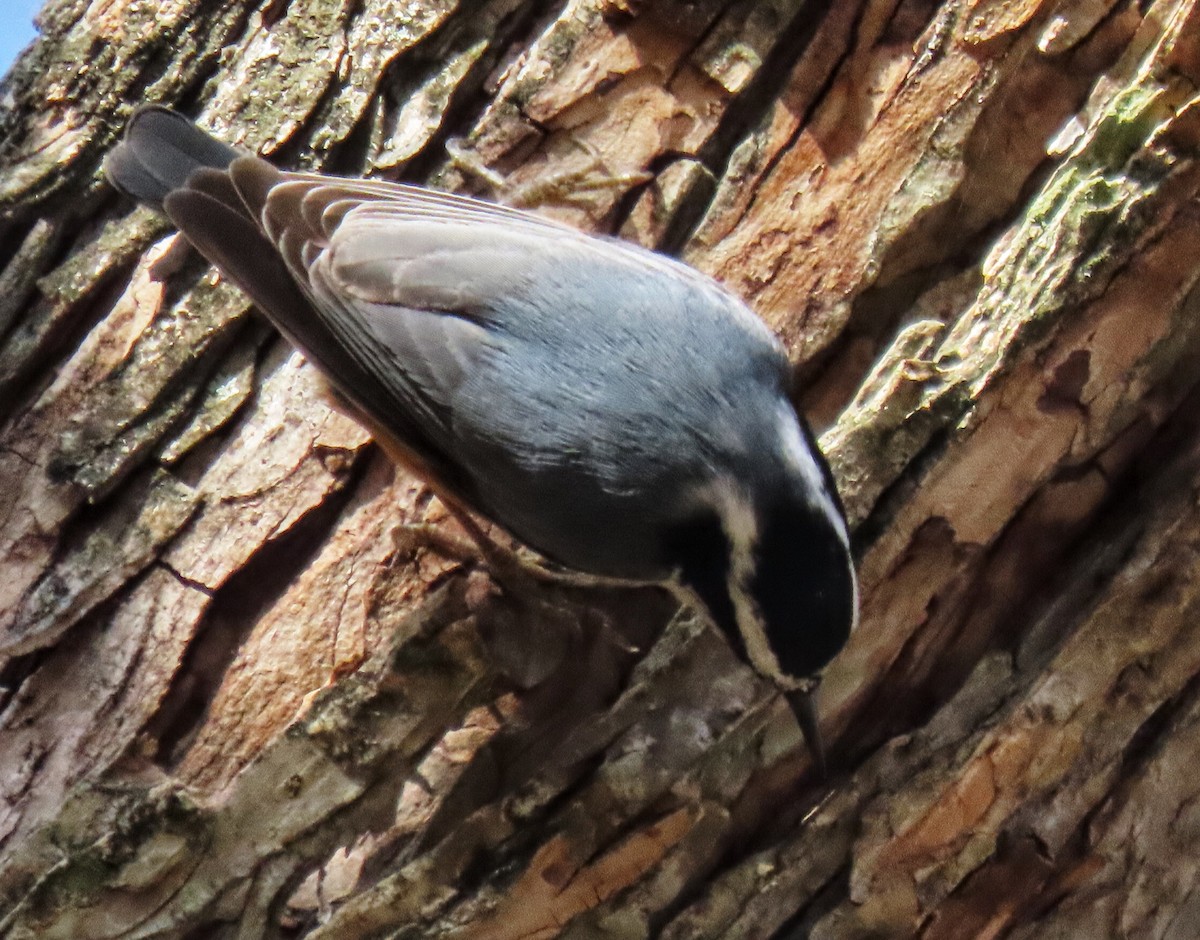 Red-breasted Nuthatch - Eric  Weston