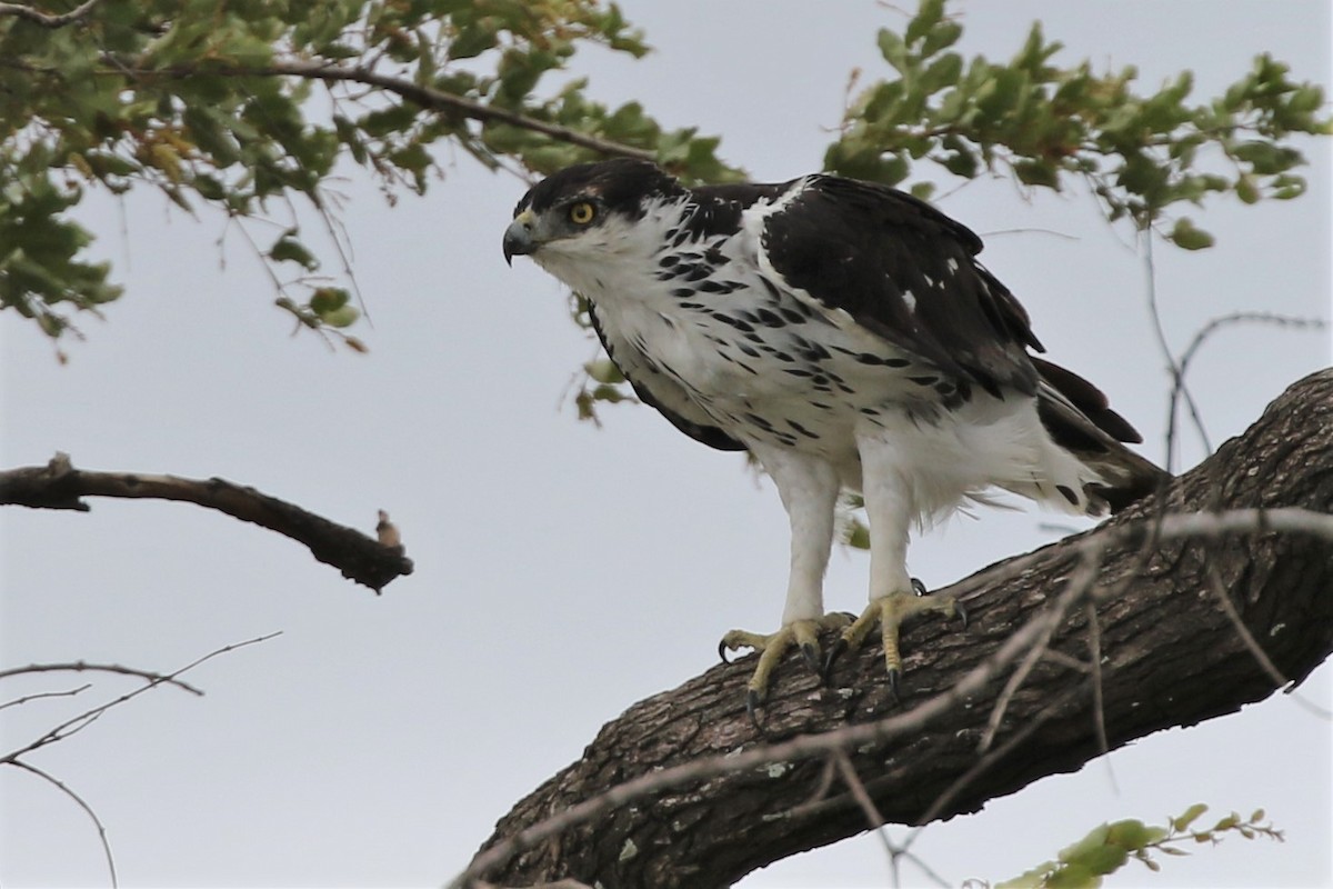 African Hawk-Eagle - Dean LaTray