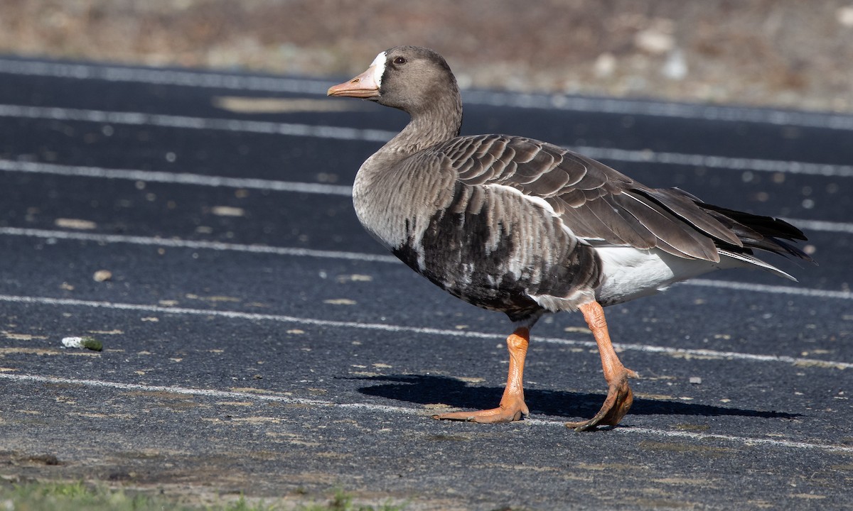 Greater White-fronted Goose (Western) - ML290311381