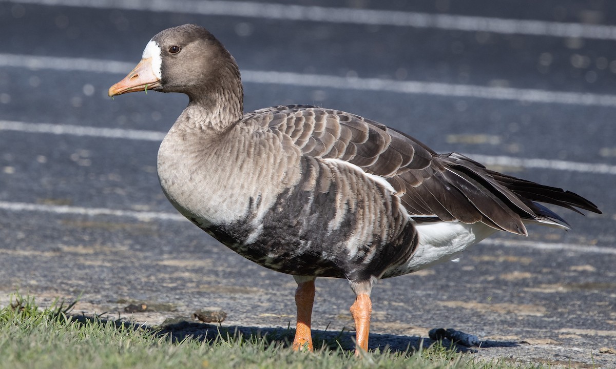 Greater White-fronted Goose (Western) - ML290311391