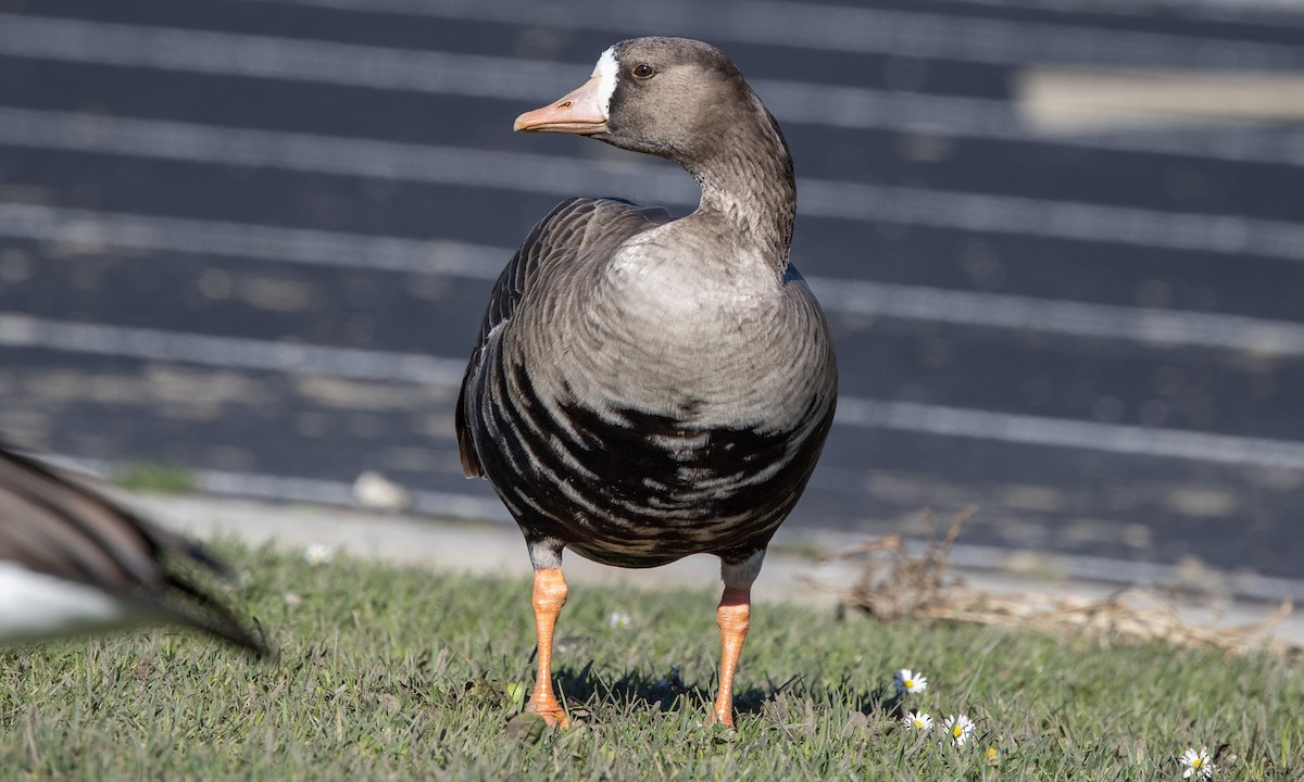 Greater White-fronted Goose (Western) - ML290311401