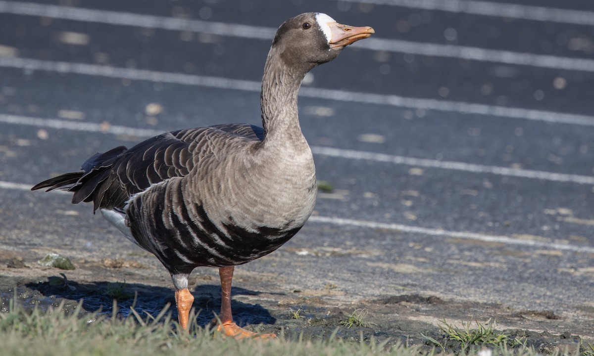 Greater White-fronted Goose (Western) - ML290311411