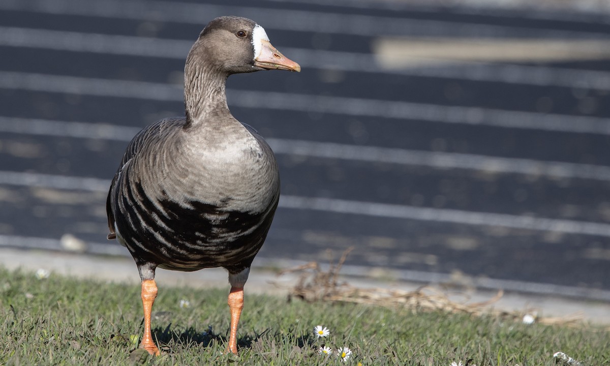 Greater White-fronted Goose (Western) - ML290311421