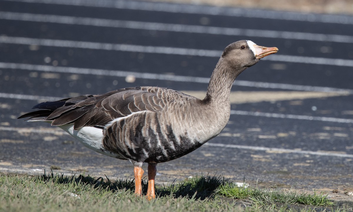 Greater White-fronted Goose (Western) - ML290311431