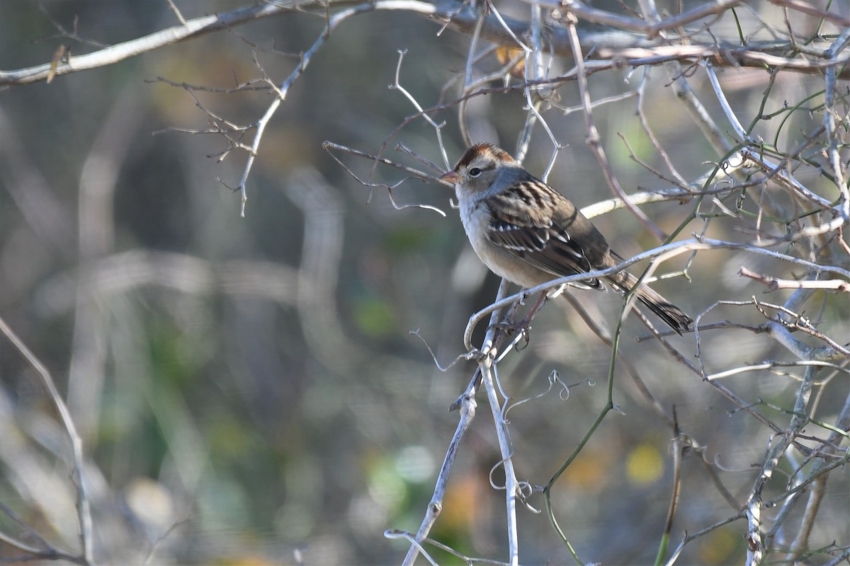 White-crowned Sparrow - ML290311451