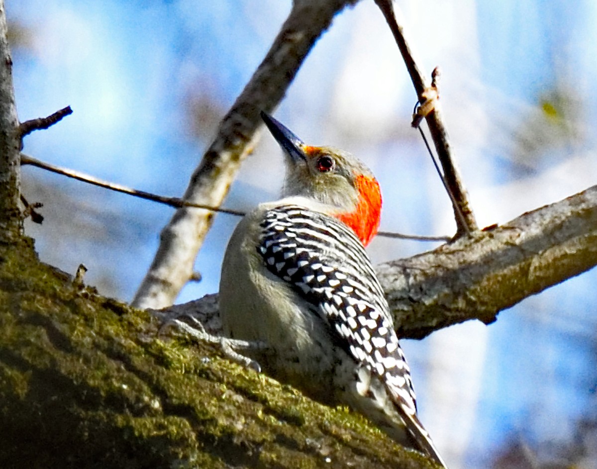 Red-bellied Woodpecker - Donna Stelly