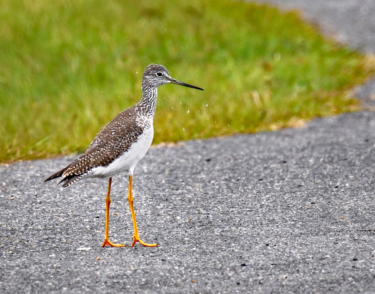 Greater Yellowlegs - Donna Stelly