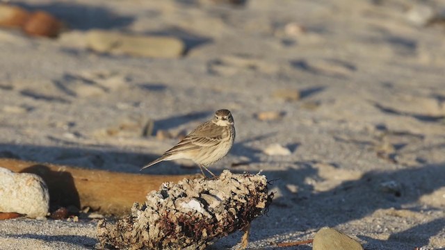 American Pipit (rubescens Group) - ML290321161