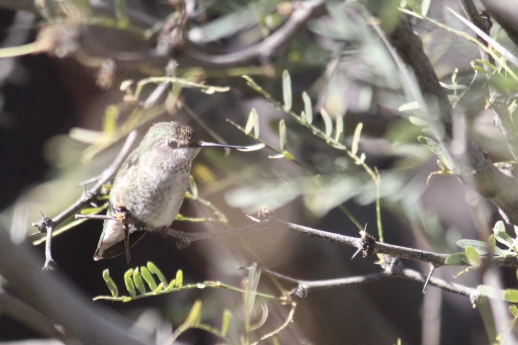 Anna's Hummingbird - ML290331641