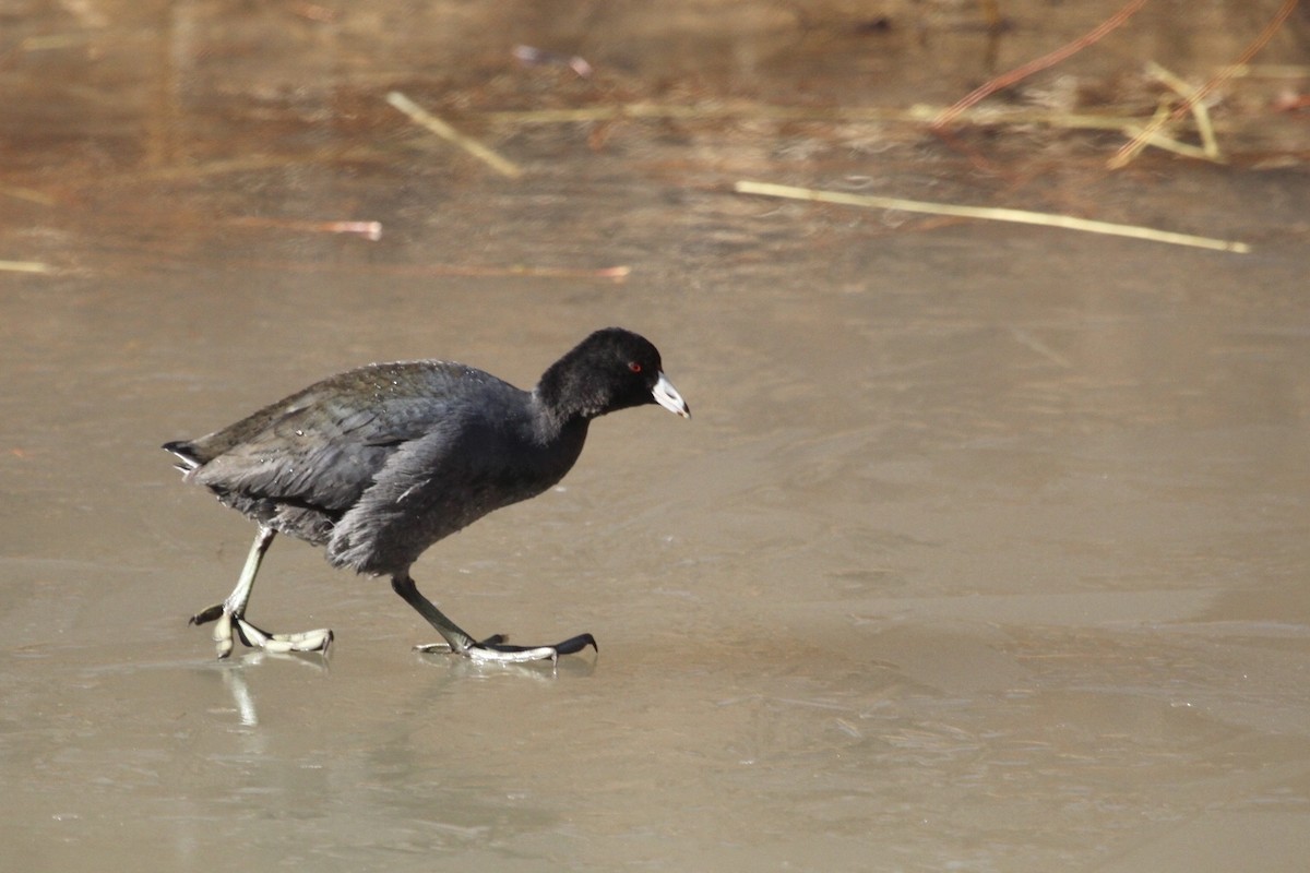 American Coot - Jacob Weinreich