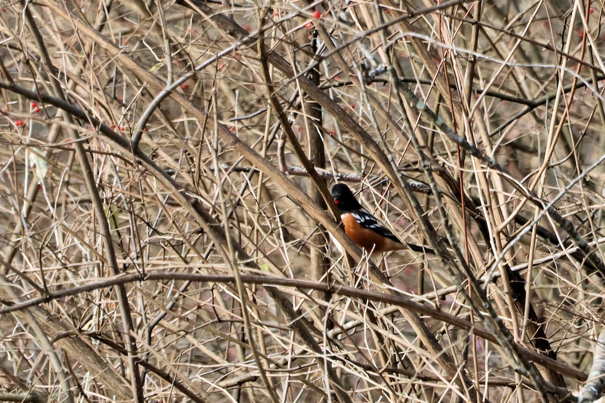 Spotted Towhee - Chad Cremer