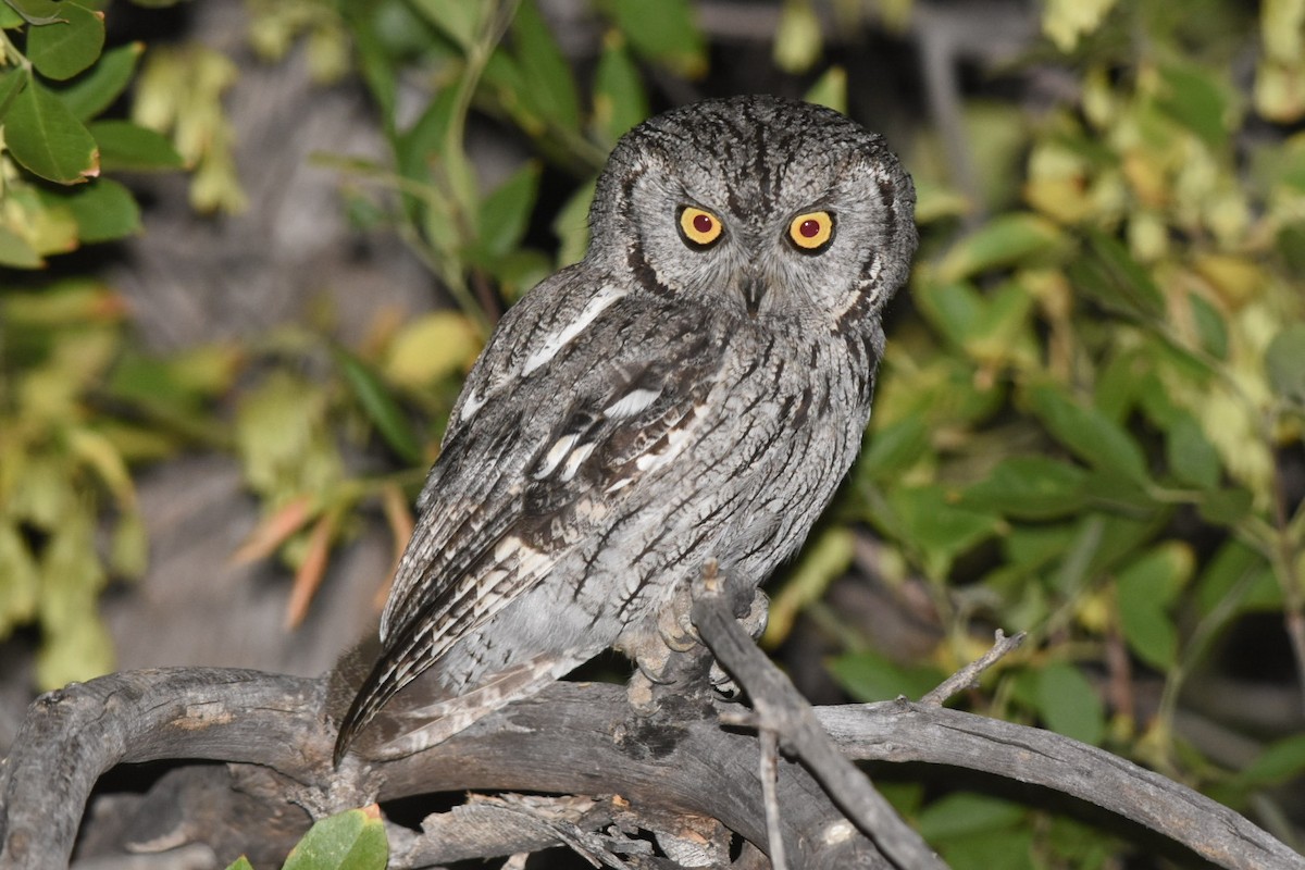 Western Screech-Owl - Caleb Strand