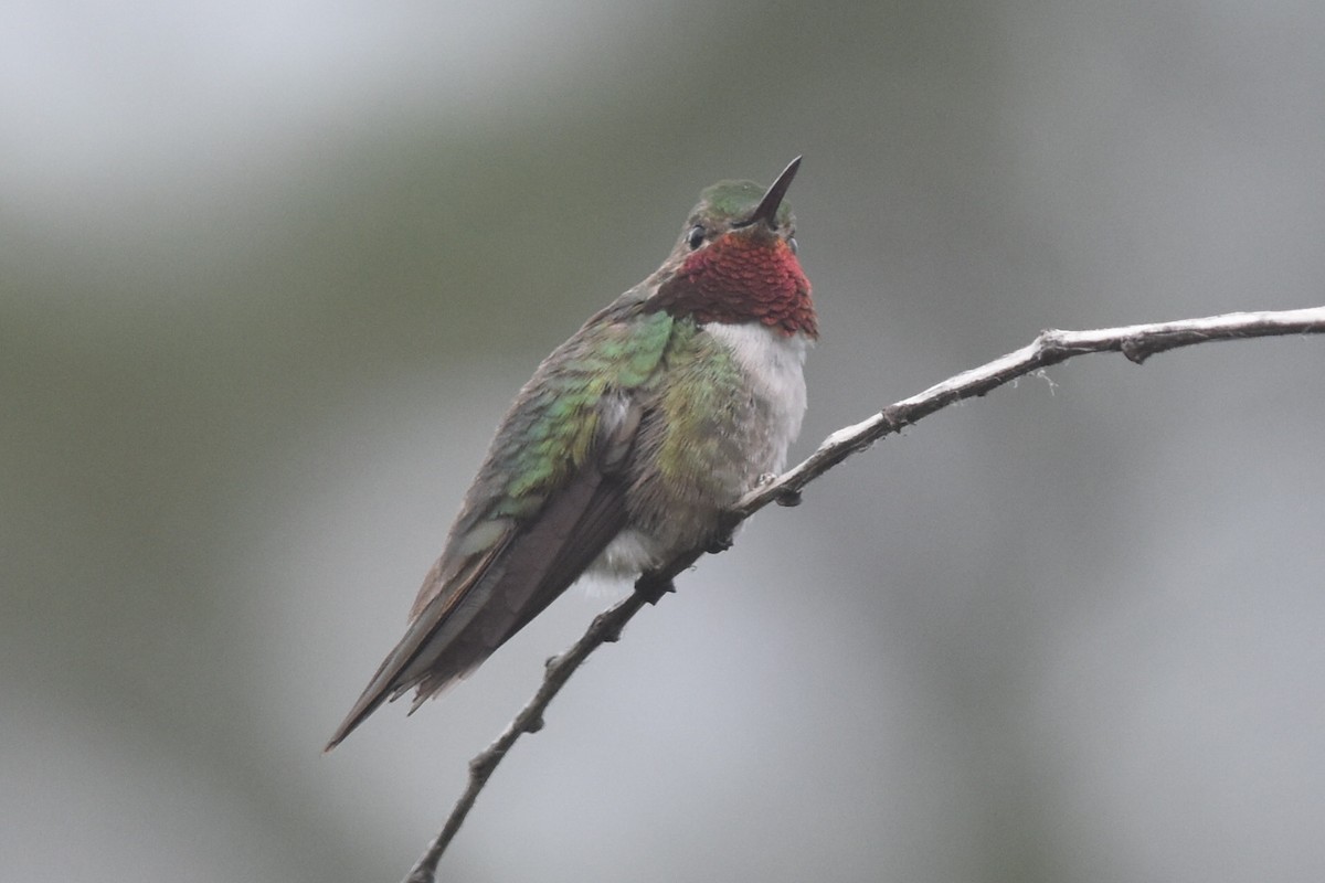 Broad-tailed Hummingbird - ML290343081