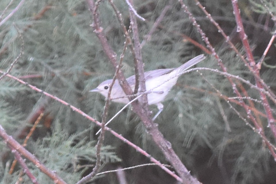 Lucy's Warbler - ML290343811