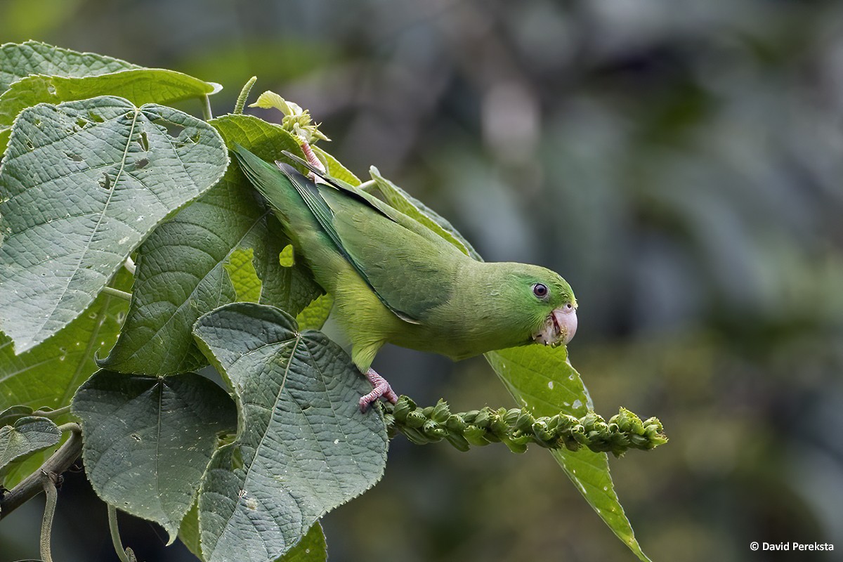 Spectacled Parrotlet - ML290347041