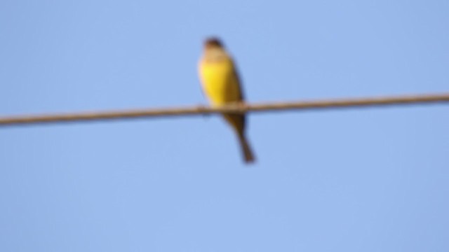 Red-headed Bunting - ML290350541