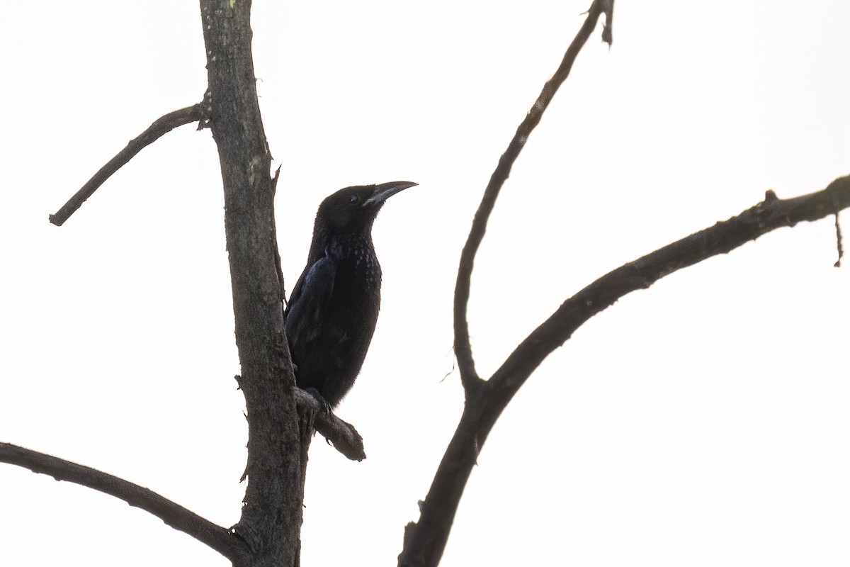 Hair-crested Drongo - ML290352361