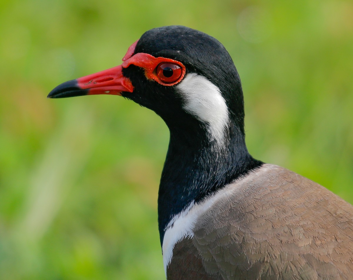 Red-wattled Lapwing - Neoh Hor Kee