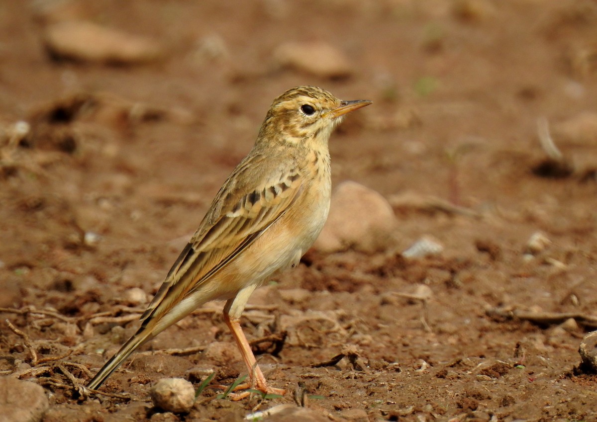Blyth's Pipit - Anonymous