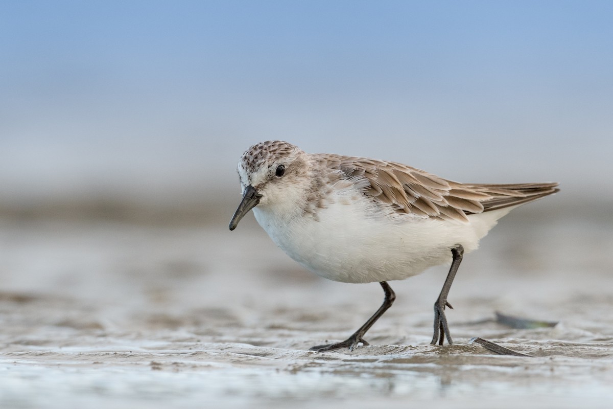 Red-necked Stint - Terence Alexander