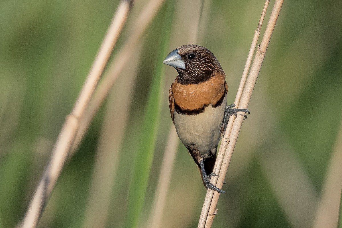 Chestnut-breasted Munia - Terence Alexander