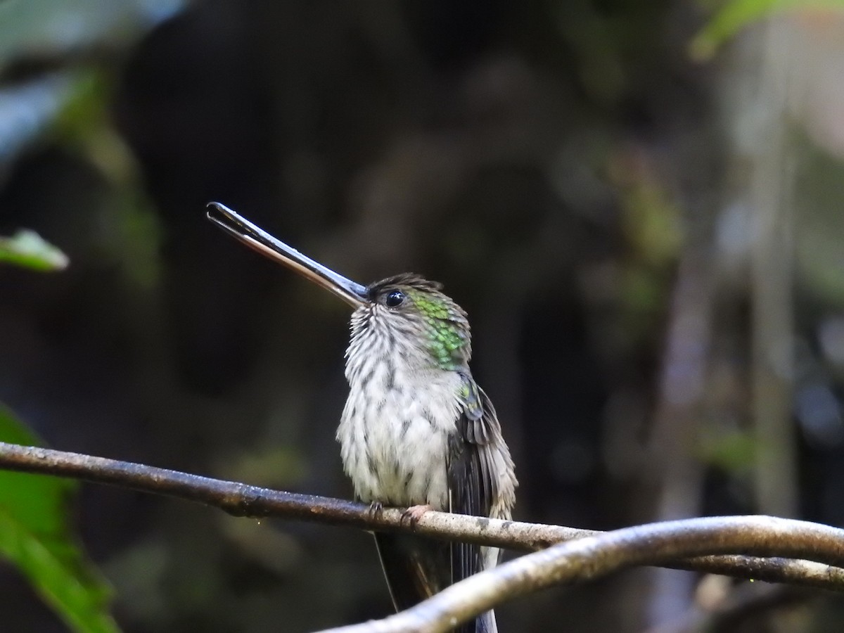 Tooth-billed Hummingbird - Juan Carlos Luna Garcia