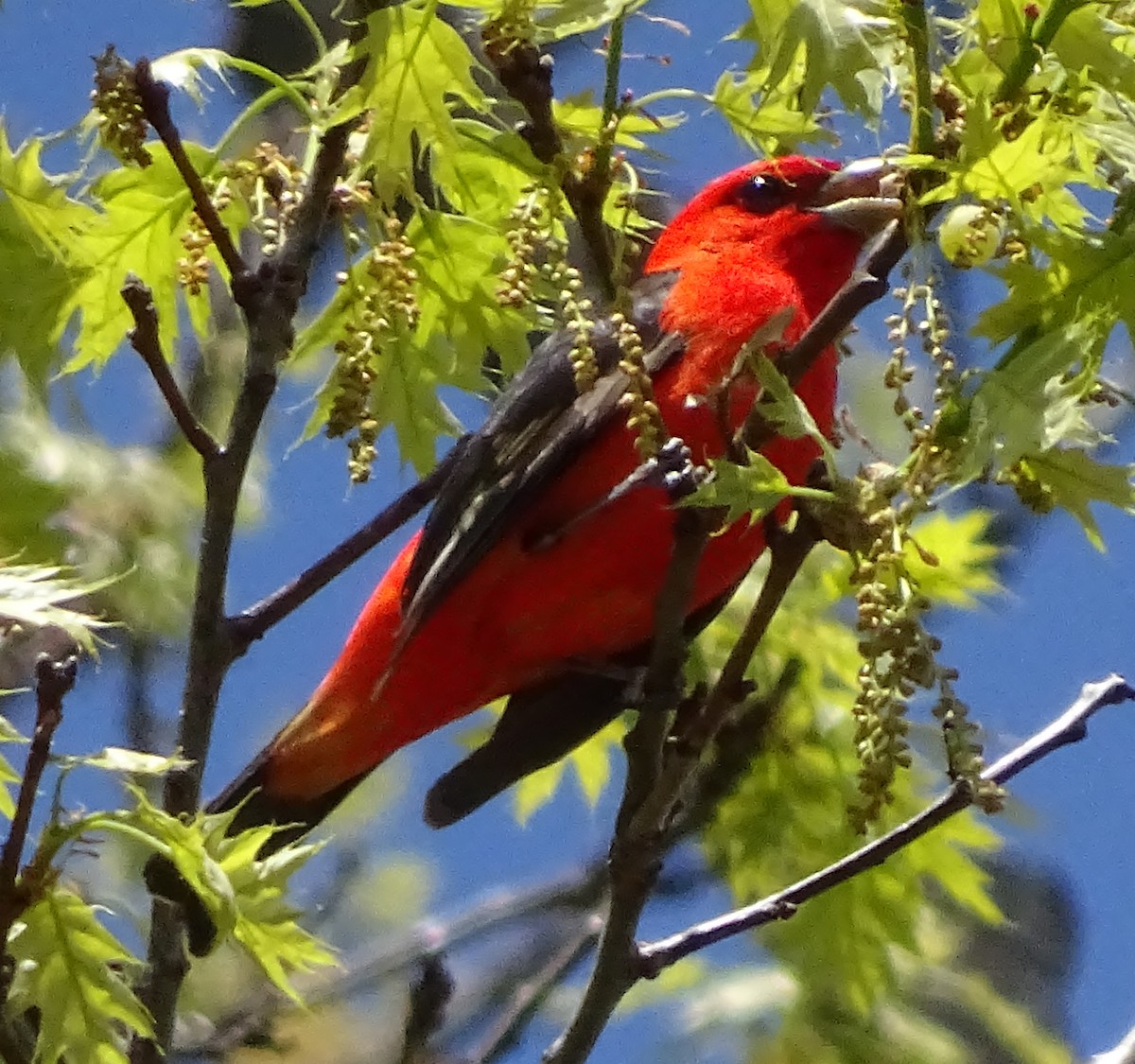 Scarlet Tanager - ML29036861