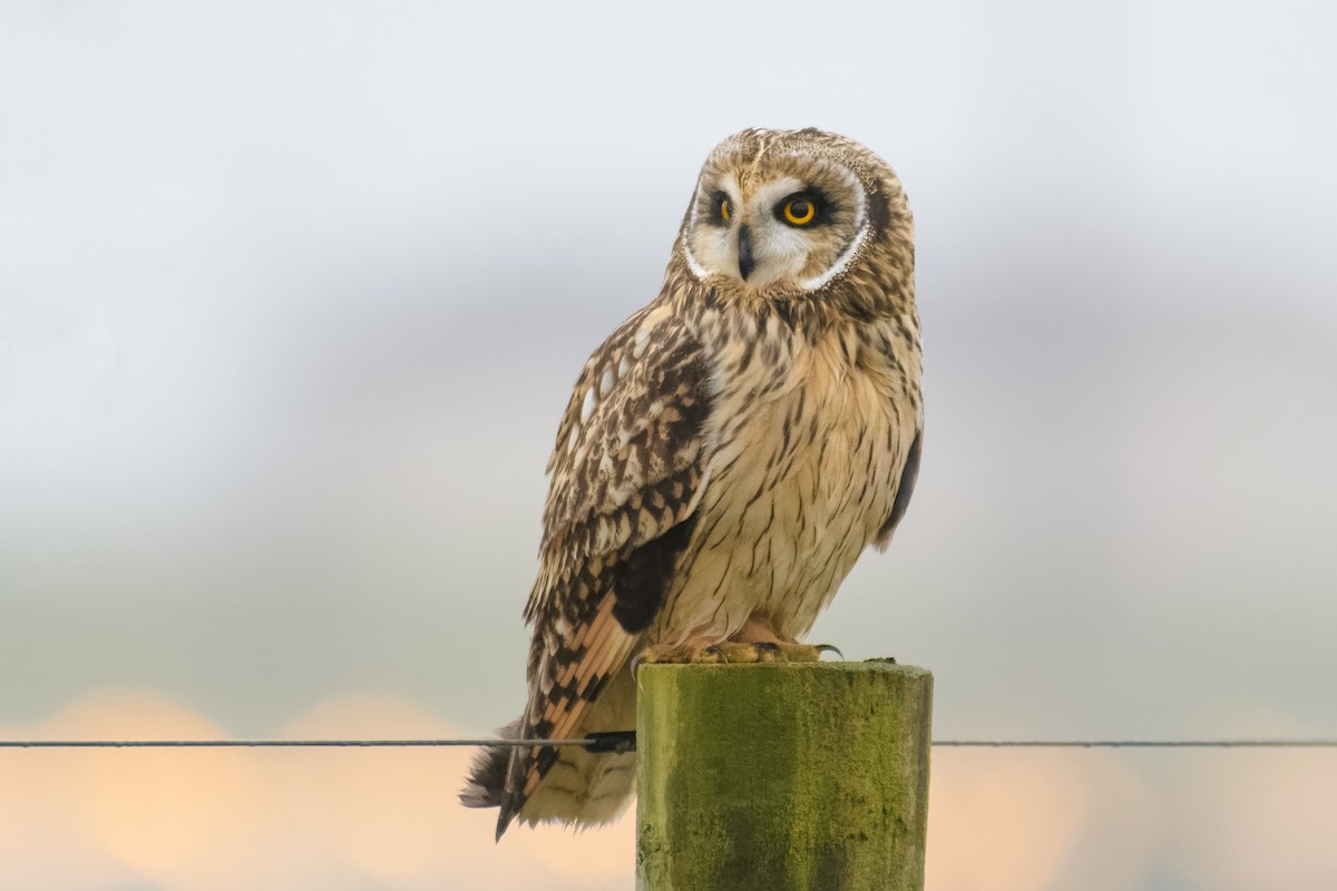 Short-eared Owl - Don Danko