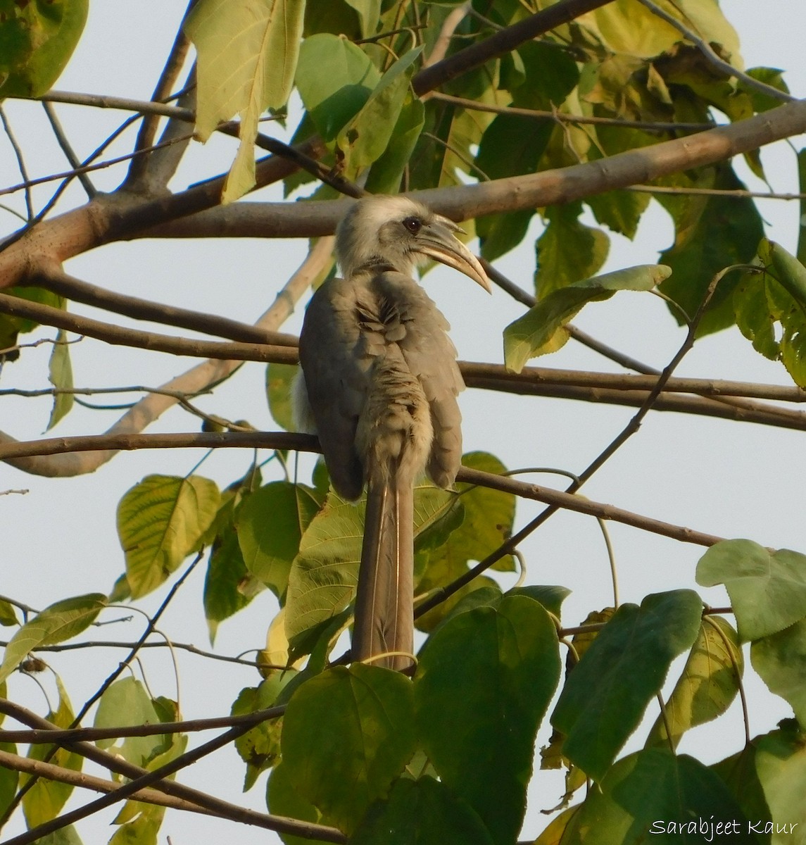 Indian Gray Hornbill - ML290373891