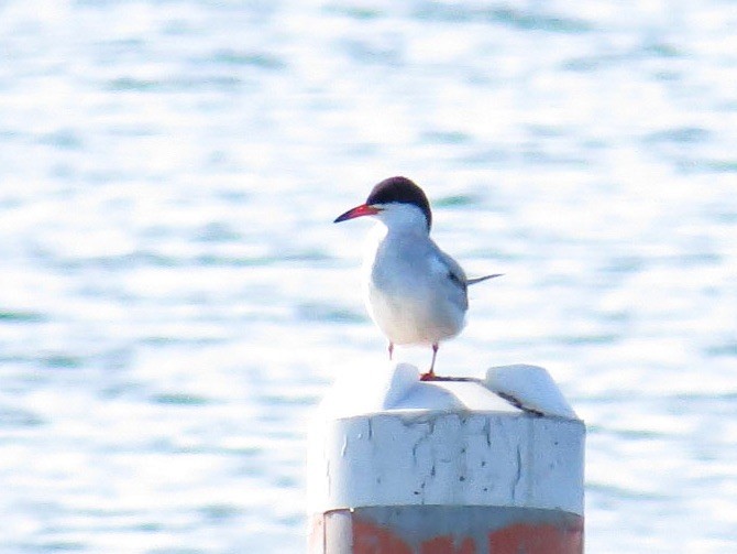 Common Tern - Kathy Lopez